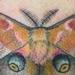 Tattoos - Polyphemus Moth - 96252